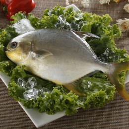 黃金鯧(全魚)±400g