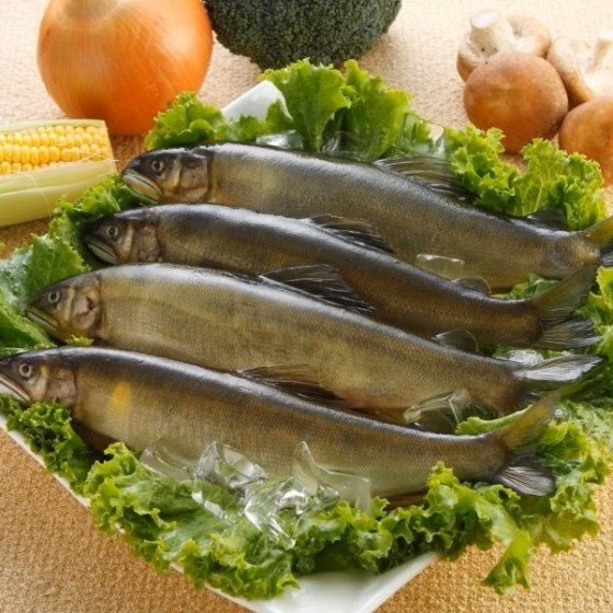 公香魚